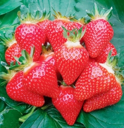 Клубника ранняя Манон де Фрез