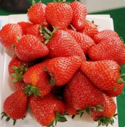 Клубника ранняя Каллас