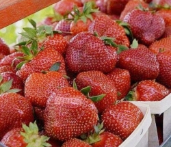 Клубника ранняя Венди
