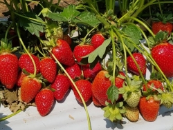 Клубника ранняя Квики 