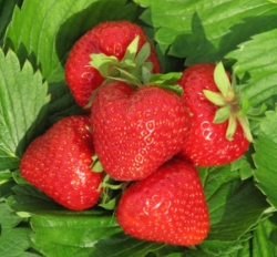 Клубника ранняя Дели