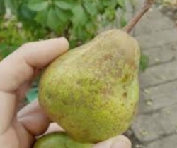 Груша Франгранте (Фрагранте)