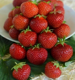 Клубника ранняя Дали