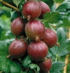 Крыжовник Лондон (темно-красный)