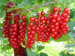 Смородина красная Гиганта 