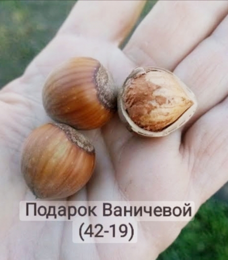 Фундук Подарок Ваничевой (42-19)