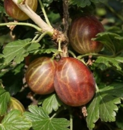 Крыжовник Мартлет (красный)