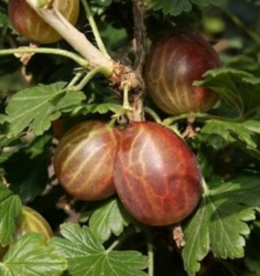 Крыжовник Мартлет (красный)