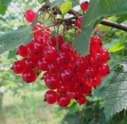 Смородина красная ГФ 5-6-13