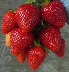 Клубника ранняя Моллинг Столетие