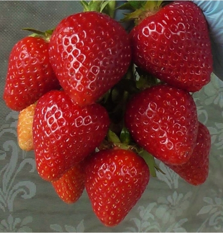Клубника ранняя Моллинг Столетие