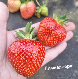 Клубника ранняя Лимвалнера