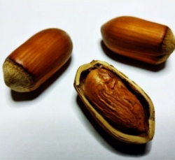 Фундук Акорн