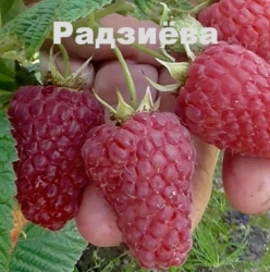 Малина ранняя Радзиева (Радзиёва) 