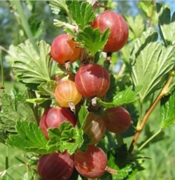 Крыжовник Ласковый (красный)