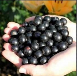 Смородина черная Черный лебедь 