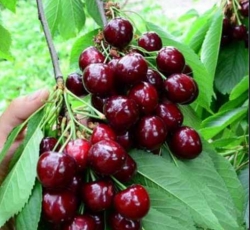 Черешня Свит Стефани