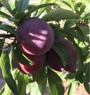 Плаэри Кенди Харт (Плаери) Candi Heart Pluerry (Конфетное Сердце) Гибрид (Слива-Черешня-Алыча) 