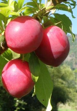 Плаэри Свит Триат (Плаери) Sweet Trеat Pluerry Гибрид (Слива-Черешня-Алыча) 