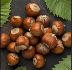 Фундук Святковый (Corylus) 
