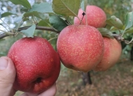 Яблоня Корниш Ароматик