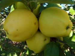 Яблоня Имбирное Золото (Ginger gold) 