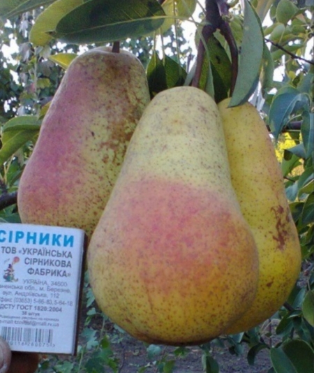 Груша Кавказ 