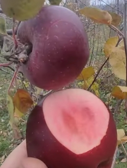 Яблоня красномясая Черная Клубника (Black Strawberry) 