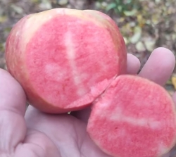 Яблоня красномясая Пинк Парфейт (Pink Parfait) 