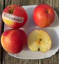 Яблоня Колижанка 