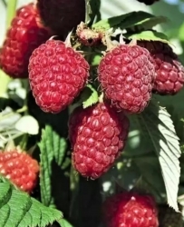 Малина ремонтантная Венги (Венге) 