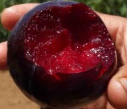 Диплоидная слива Блек Диамонд (Black Diamond) 