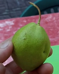 Груша азиатская Хамис (Hamese) 