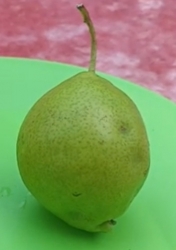 Груша азиатская Хамис (Hamese) 