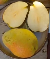 Груша ранняя Юрате (Ранняя Худьо) 