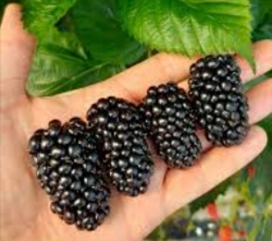 Ежевика Глория (бесшипная)