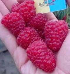 Малина ремонтантная Моллинг Белла
