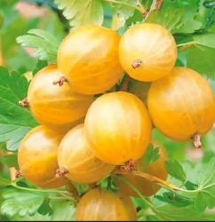 Крыжовник Солемио (желтый)