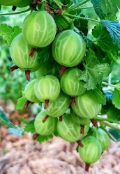 Крыжовник Мартенс (зеленый)