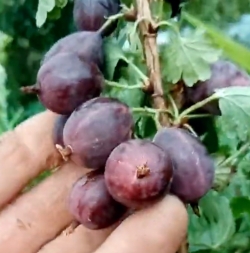 Крыжовник Колибри (темно-красный)