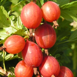 Крыжовник Машека (красный)