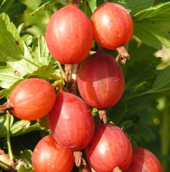 Крыжовник Машека (красный)