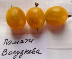 Крыжовник Памяти Волузнева (желтый)