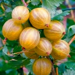Крыжовник Голд Бол (Голд Болл) (желтый)