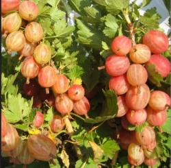 Крыжовник Авангард (розово-красный)