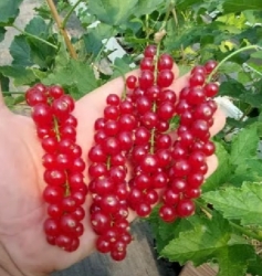 Смородина красная Мулка 