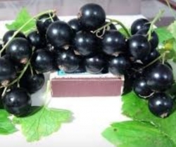 Смородина черная Десертная Огольцовой