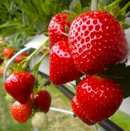 Клубника поздняя Опера
