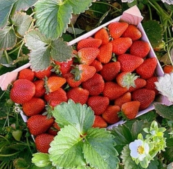 Клубника ранняя Парландо 