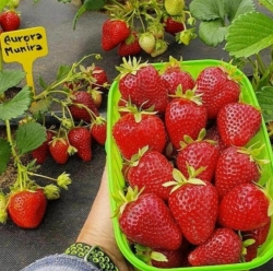 Клубника ранняя Аврора Мунира 